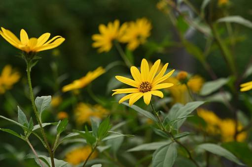 キクイモ キクイモ,花,黄色の写真素材
