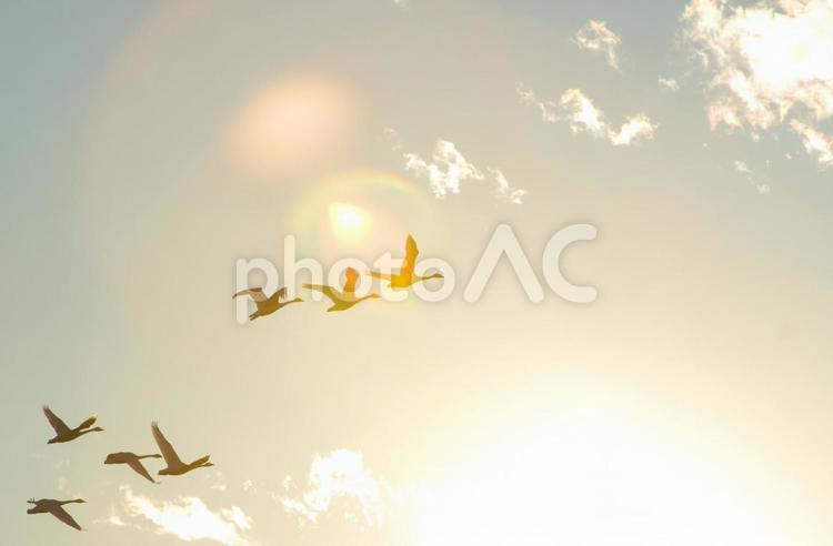 夕日を背景に飛び去る白鳥の群れ 鳥,空,白鳥の写真素材