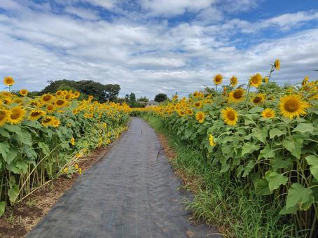 ひまわり畑の道 ひまわり畑の道 ひまわり,ひまわり畑,清瀬の写真素材