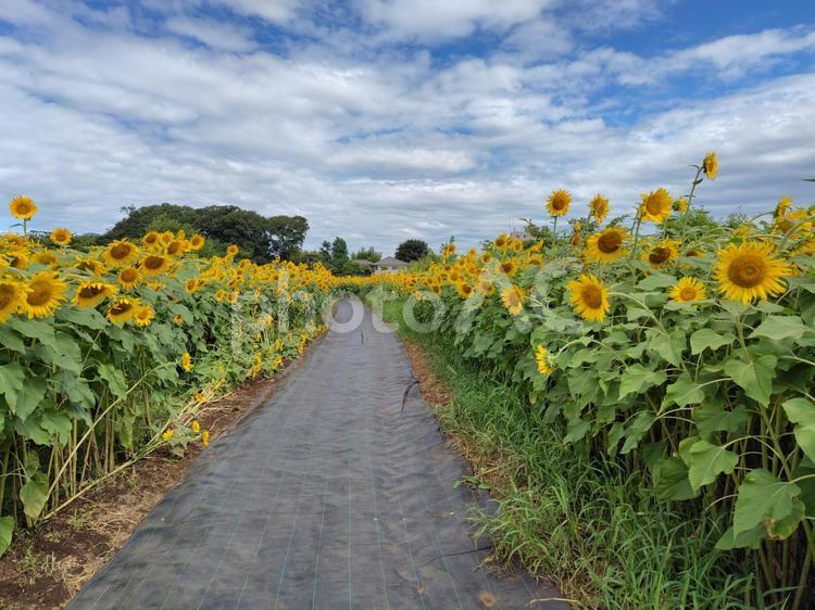 ひまわり畑の道 ひまわり,ひまわり畑,清瀬の写真素材