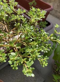 プランターでスベリヒユが増えていた プランターでスベリヒユが増えていたの写真