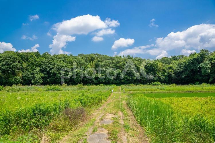 田園風景 田園風景,田舎,晴天の写真素材