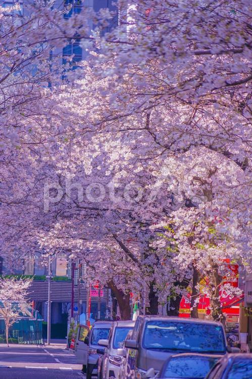 桜咲く都会の通り 桜,花,満開の写真素材
