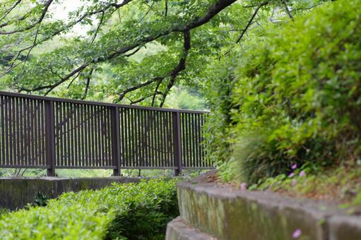石神井川沿いの風景 石神井川沿いの風景の写真