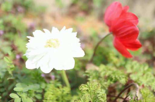 wildflower, fiore, fiori di campo, primavera, JPG