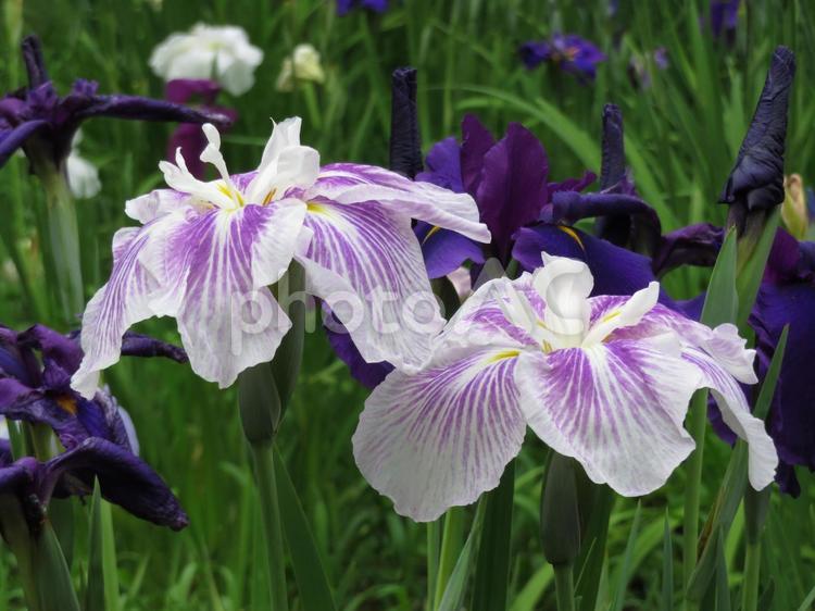 白色と紺紫色、二種類のハナショウブ ハナショウブ,花,植物の写真素材