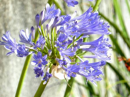 Photo, agapanthus, purple clam, blue, 