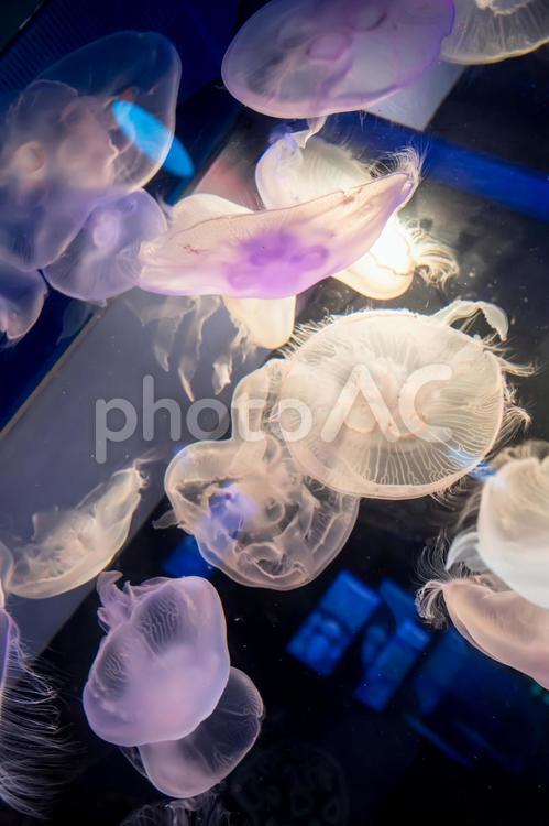 水族館のクラゲ 水族館,水,生き物の写真素材