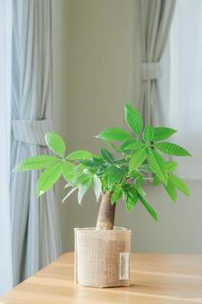 小さなパキラ 観葉植物,グリーン,植物の写真素材