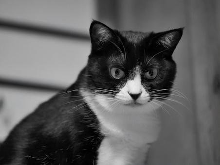 見つめる猫 見つめる猫の写真