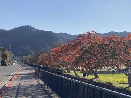 柳坂曽根ハゼ並木と耳納連山 櫨,紅葉,秋の写真素材