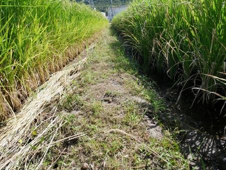 あぜ道 footpath あぜ道 footpathの写真