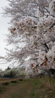 桜の花 桜の花の写真