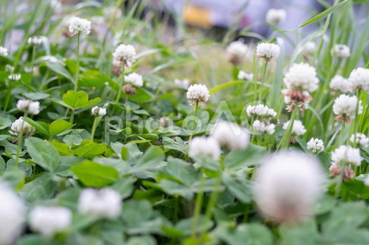よつばが見つかりますように、クローバー 花,白い花,クローバーの写真素材