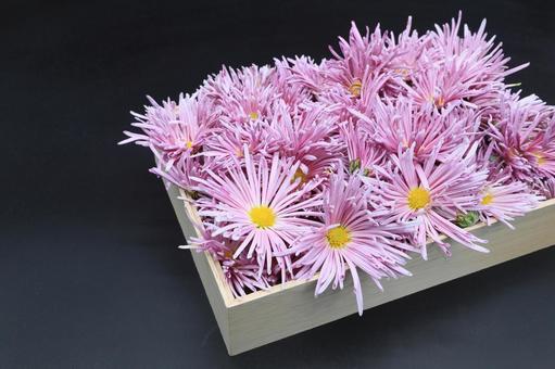 もってのほか（食用菊） 食用菊,菊,もってのほかの写真素材