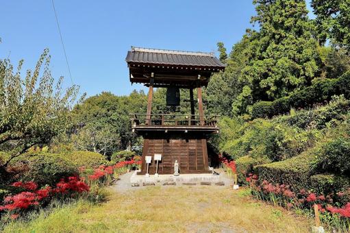 嶺岳寺の彼岸花6 嶺岳寺の彼岸花6 彼岸花,嶺岳寺,伊那谷の写真素材