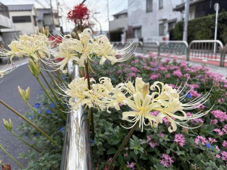 街中の白い彼岸花6 街中の白い彼岸花6の写真