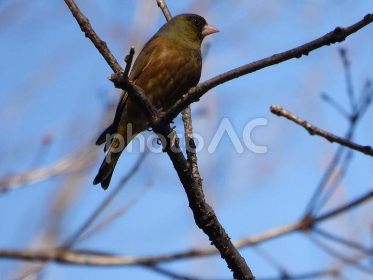 小根山野鳥の森で撮ったカワラヒワ 鳥,野鳥,自然の写真素材