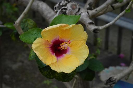 ハイビスカス ハイビスカス ハイビスカス,花,温室の写真素材