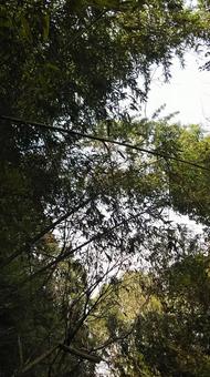樹木 樹木 の写真