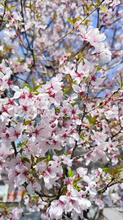 根尾谷淡墨桜 根尾谷淡墨桜,桜,春の写真素材