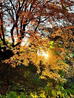 紅葉とひかり 紅葉とひかりの写真