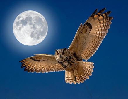 夜空を飛ぶミミズクと満月 夜空を飛ぶミミズクと満月の写真