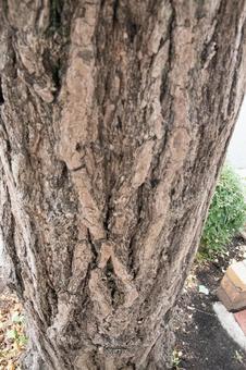 Photo, trees, wood, natural, 