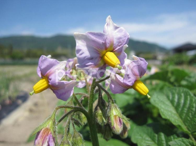 初夏の風に揺れる畑に咲くジャガイモの花 じゃがいもの花,じゃがいも,ナス科の写真素材