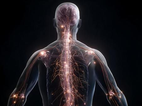科学的な人体内部の可視化 科学的な人体内部の可視化の写真
