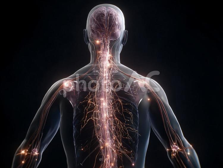 科学的な人体内部の可視化 人体,背中,背骨の写真素材