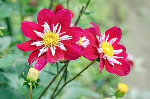 宝塚ダリア園　秋　ダリア58　蝶 宝塚市,宝塚ダリア園,ダリアの写真素材