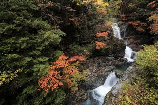 みたらい渓谷　紅葉 みたらい渓谷,奈良県,天川村の写真素材