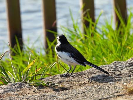 水辺のハクセキレイ ハクセキレイ,鳥,鳥類の写真素材