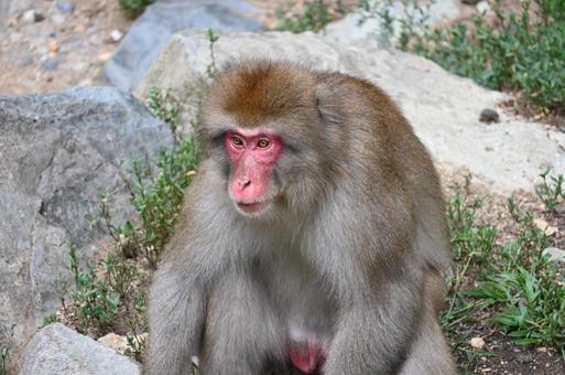ニホンザル ニホンザルの写真
