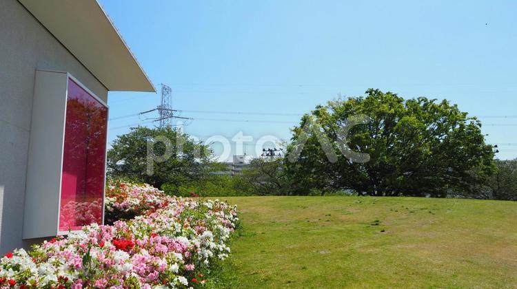 春のなぎさ公園・ツツジ＆新緑（江戸川区） 春,ツツジ,花の写真素材