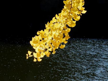 【紅葉写真】イチョウの黄葉 イチョウ,銀杏,黄葉の写真素材