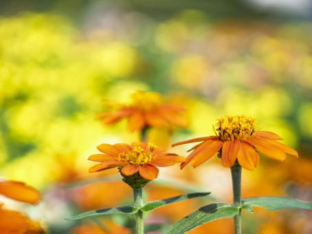 光あふれる橙のジニアの写真