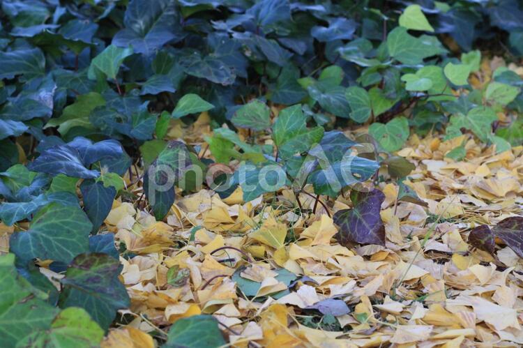 イチョウの落ち葉と緑 イチョウ,落ち葉,葉の写真素材
