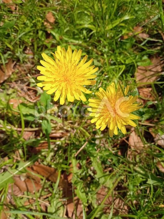 満開のたんぽぽ（二輪） たんぽぽ,蒲公英,タンポポの写真素材
