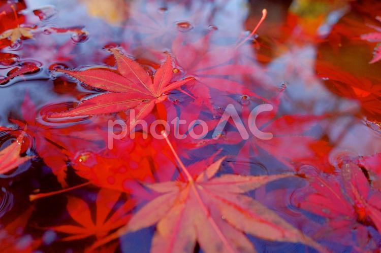水の中の落ち葉 紅葉,秋,落ち葉の写真素材