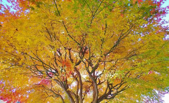 もみじの紅葉 もみじの紅葉 紅葉,秋,もみじの写真素材