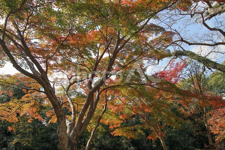 長崎の長崎公園のモミジ03 紅葉,秋,もみじの写真素材