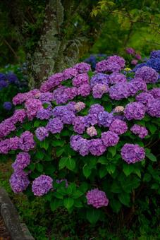 鮮やかな紫陽花が咲き誇る風景 花,植物,アジサイの写真素材