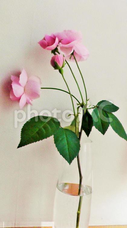 ありがとう 花,ピンク,薔薇の写真素材
