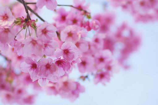 桜 桜,アップ,花の写真素材