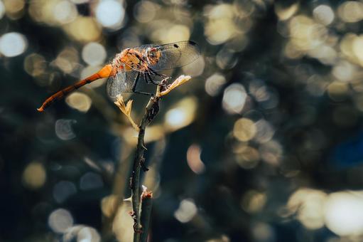 Film-style red dragonfly, JPG