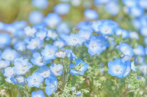 モフィラ瑠璃唐草の花畑クローズアップ ネモフィラ,花,ルリカラクサの写真素材