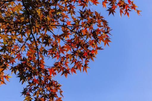 滝頭公園の紅葉3（田原市） イロハモミジ,紅葉,滝頭公園の写真素材