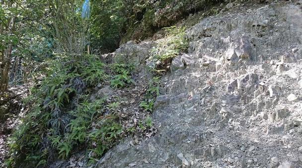 Rock surface and fern, JPG Rock surface and fern, JPG